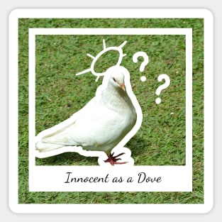 As Innocent as a Dove Sticker